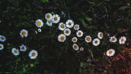 Close-up of white flowering plants on field