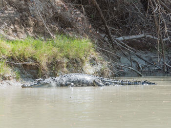 View of a turtle in river