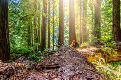 Trees in forest