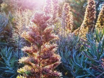 Close-up of pine tree on field