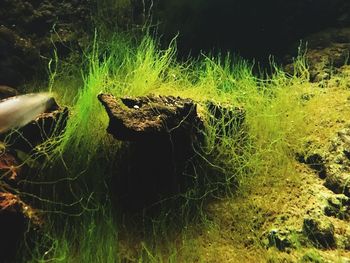 Close-up of grass in forest