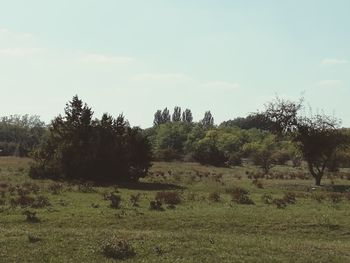 Trees on field against sky