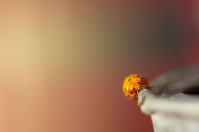 Close-up of ladybug