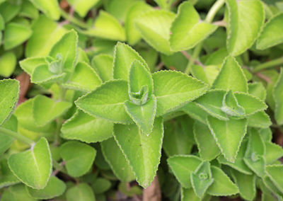 Close-up of green leaves