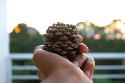 Cropped image of man holding pine cone
