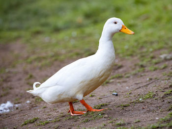 Close-up of seagull on land