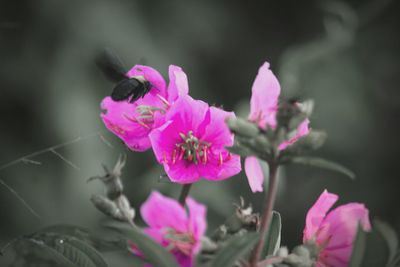 Close-up of pink flowering plant