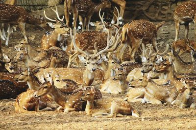 High angle view of deer