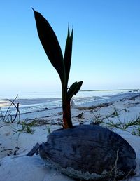 Scenic view of sea against clear sky