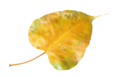 Close-up of leaf against white background