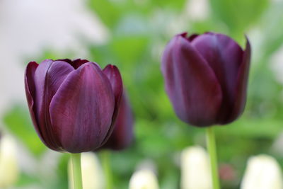 Close-up of purple tulip