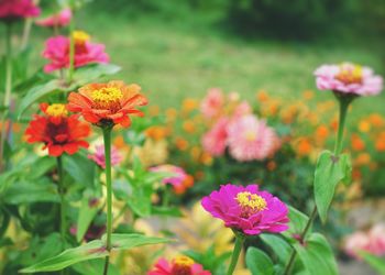 Close-up of pink flowering plants