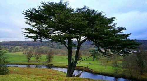 Trees on golf course against sky