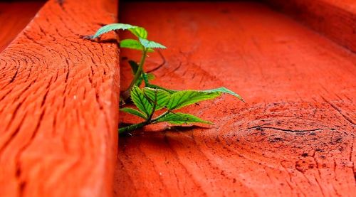 Close-up of insect on red leaf