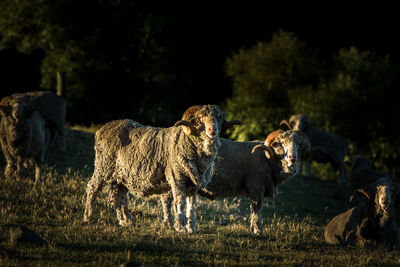 Ram on field