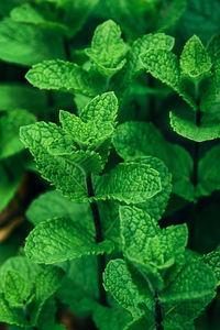 Fresh green lush foliage mint herb plant grow in garden outdoor.