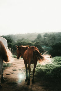 Horse standing in a field