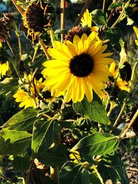 Close-up of sunflower blooming outdoors