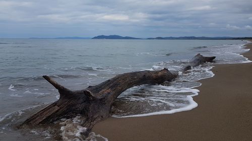 Driftwood on beach by sea against sky