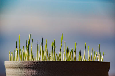 Close-up of cactus plant against wall