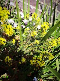 Close-up of yellow flowers blooming outdoors