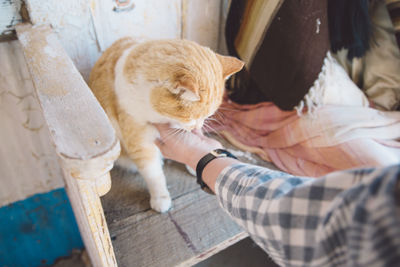 Cropped hand of woman petting cat sitting on chair at home