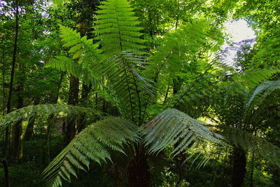 Palm trees in forest