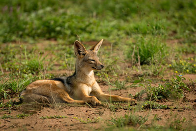 Black-backed jackal on grassy field