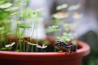 Close-up of lizard on plant