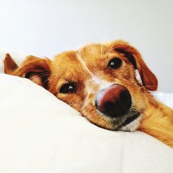 Portrait of dog relaxing on bed