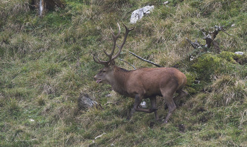 Deer in the forest