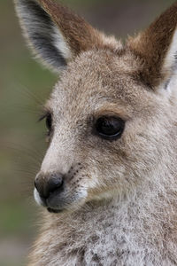 Close-up of eastern grey kangaroo