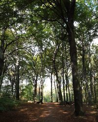 Trees in forest