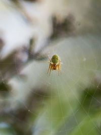 Close-up of spider on web