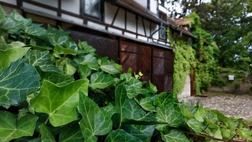 Close-up of plants growing in building