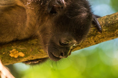 Close-up of monkey
