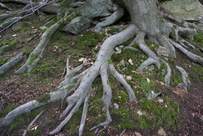 Trees in forest