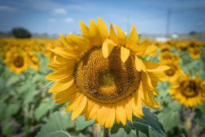 Close-up of honey bee on sunflower