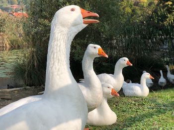 View of mallard duck on field