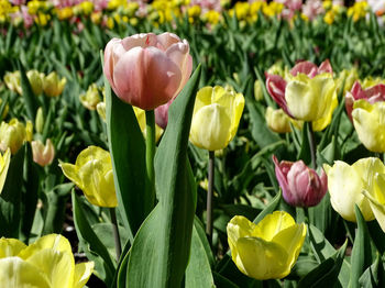 Close-up of yellow tulips