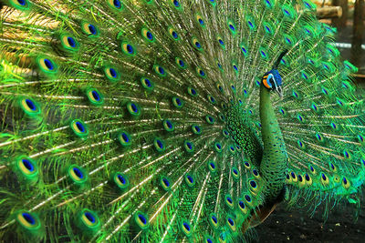 Close-up of peacock feathers