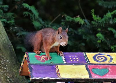 Squirrel on tree