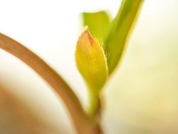 Close-up of white flower plant