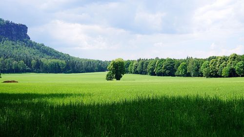 Scenic view of field against sky