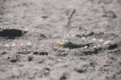 Close-up of sand on beach