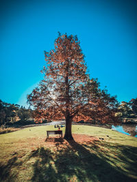 Tree on field against clear blue sky