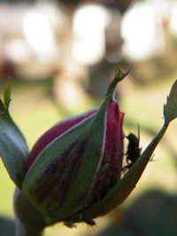 Close-up of flower against blurred background