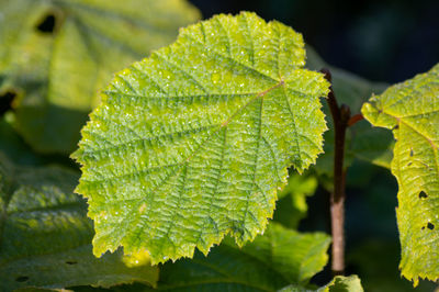 Close-up of fresh green leaves