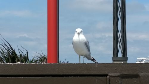 Close-up of seagull perching against sky