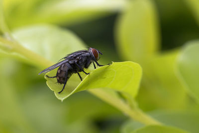 Close-up of insect on plant